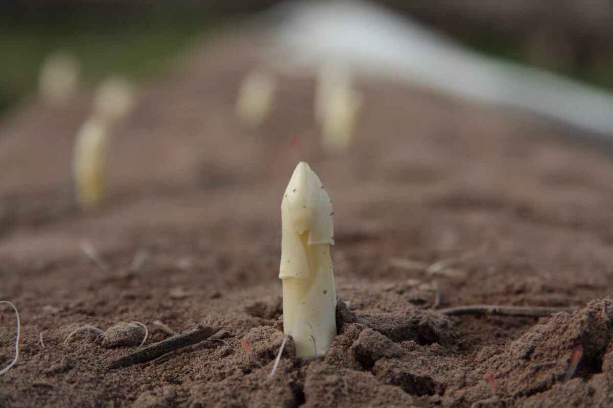 white asparagus in soil